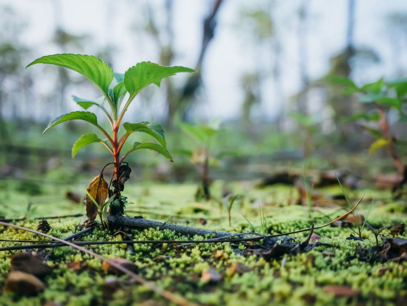 Boom Planten (1)