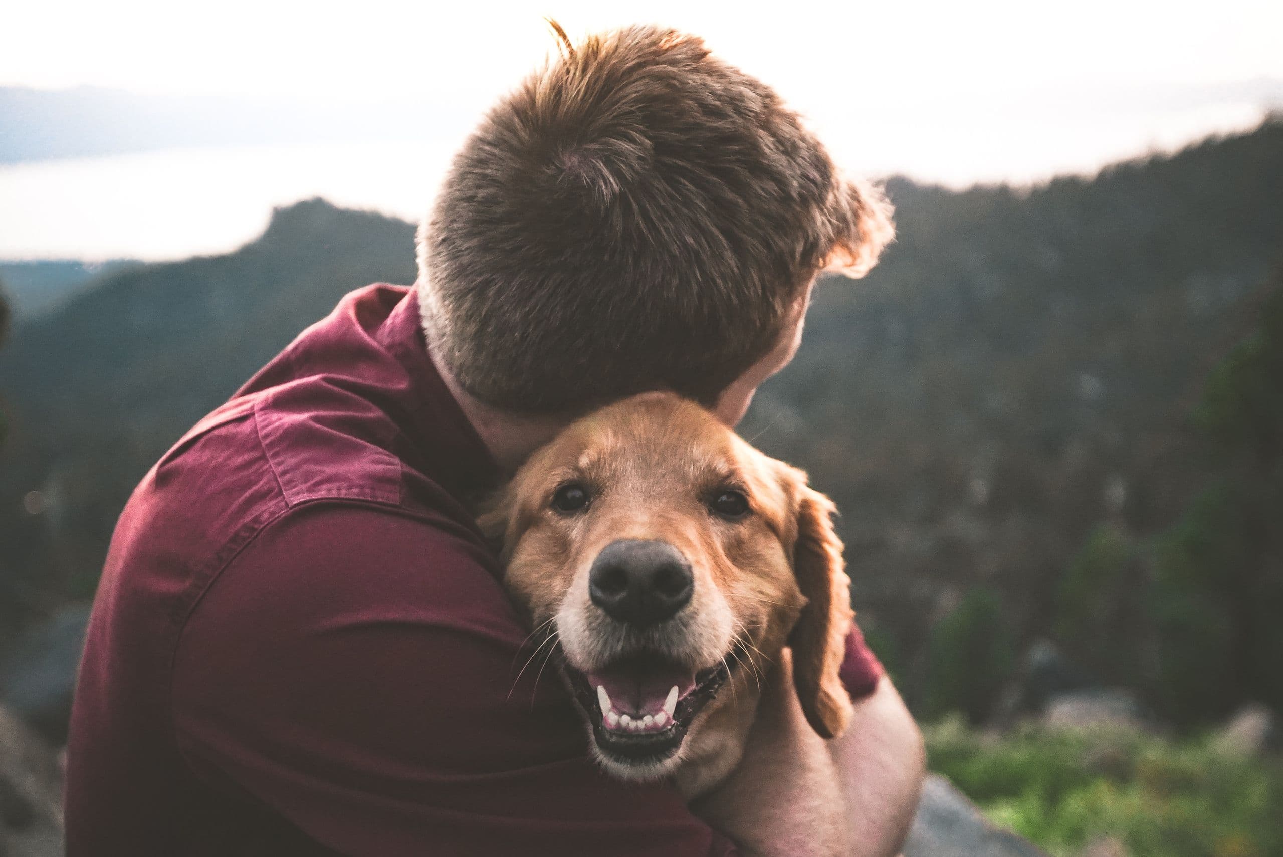 Dog Is Cute