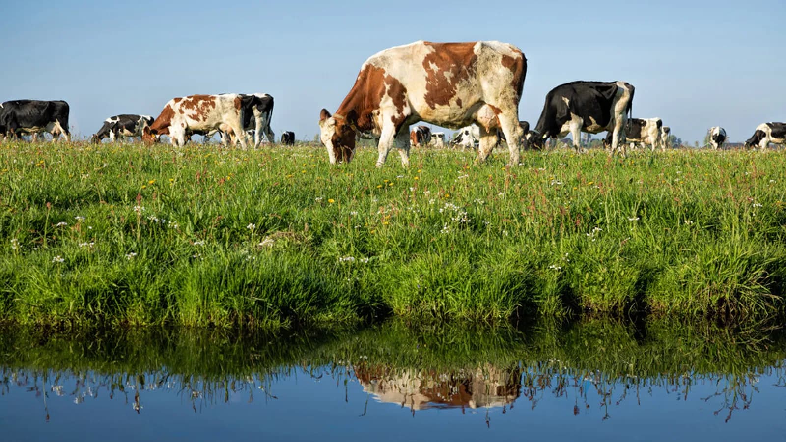 Stichting Wij.Land