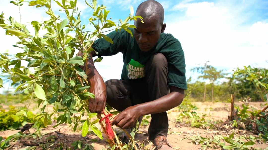 2 FMNR Landscape Restoration What We Do Justidggit Kisiki Hai Close Up Tanzania