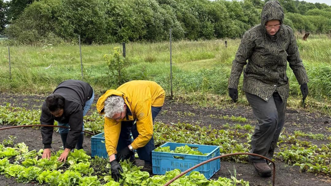 Stichting Voedseltuin Emmen-actionPhoto_20250527 eerste oogst6.jpeg