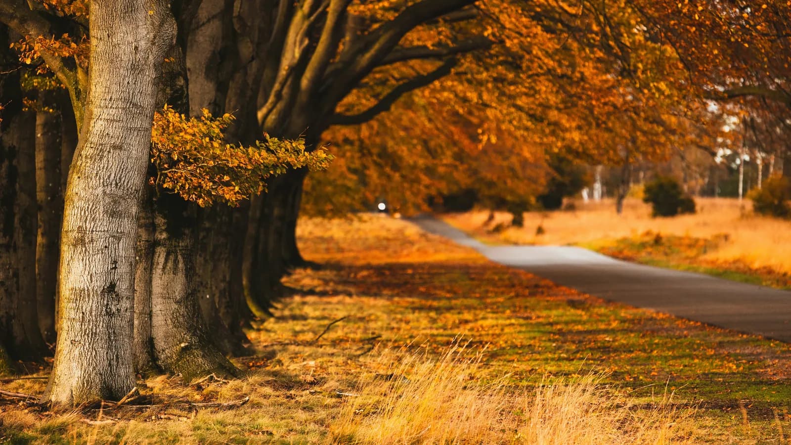 Rechten van de Natuur