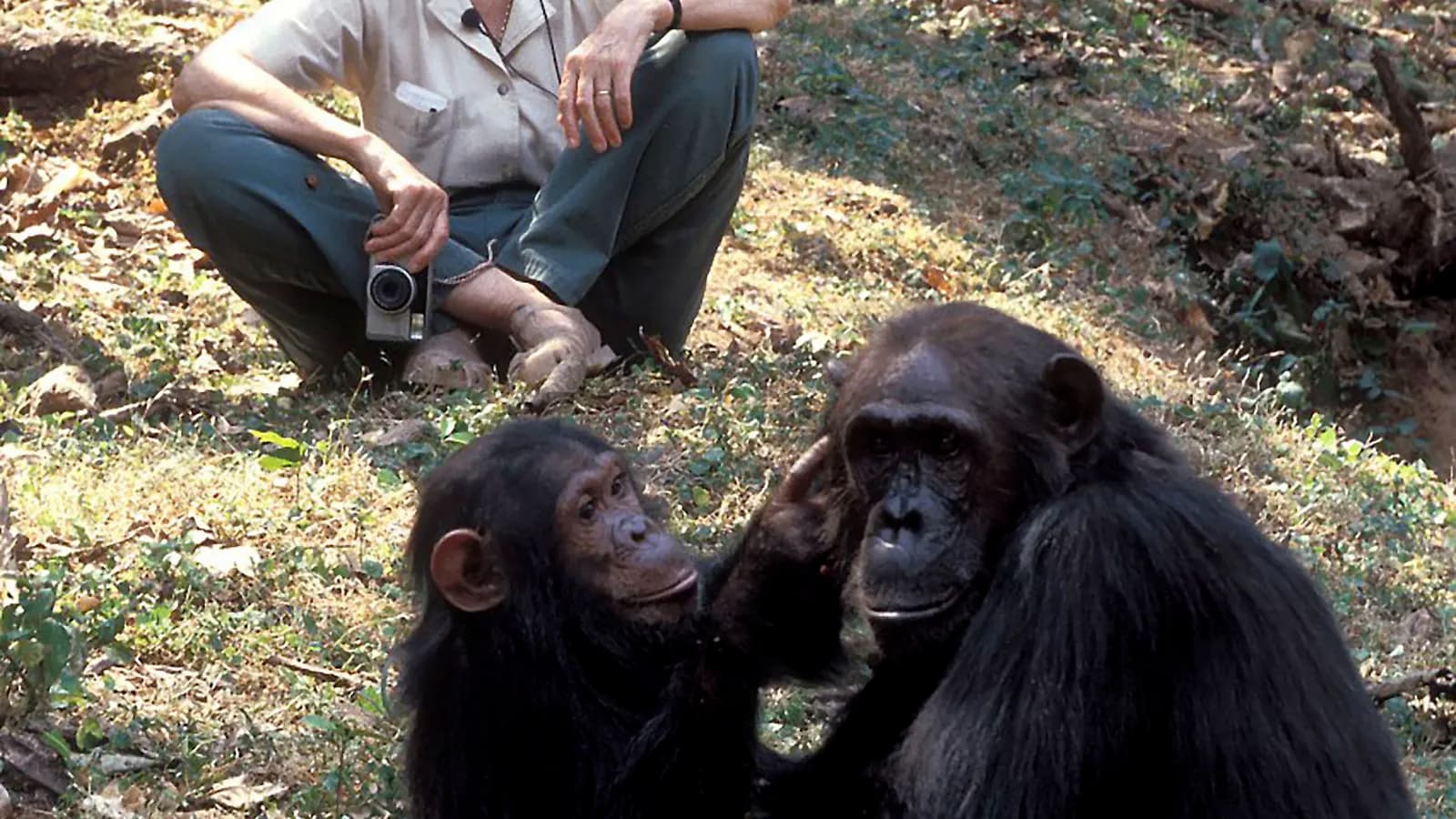 Jane Goodall Instituut Nederland