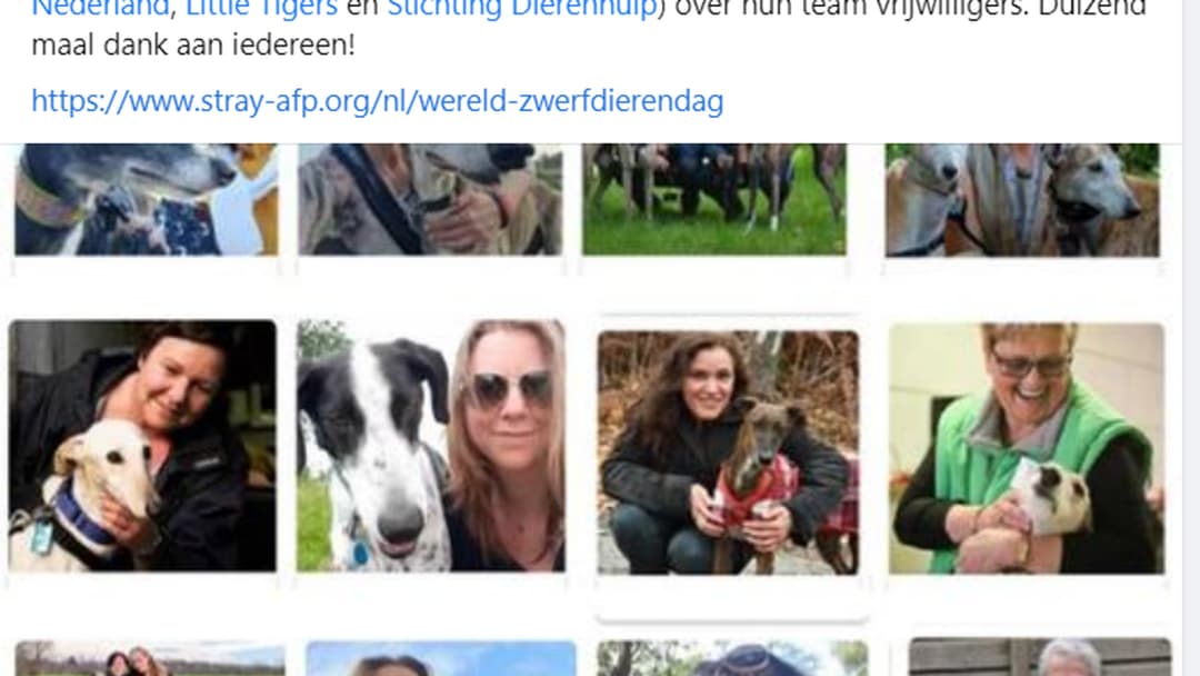 Stray Animal Foundation Platform-actionPhoto (2)