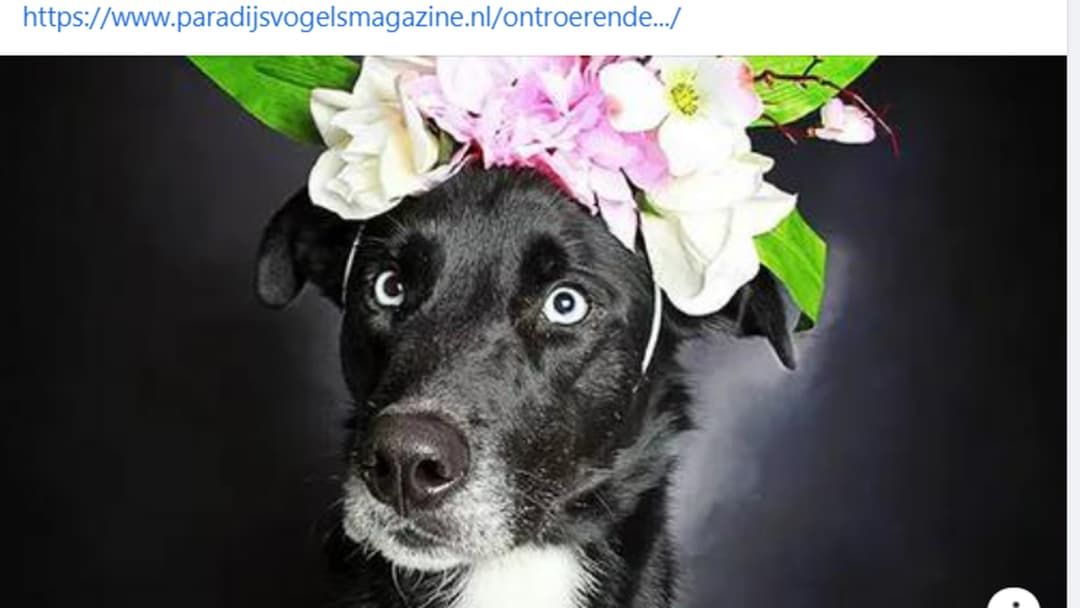 Stray Animal Foundation Platform-actionPhoto