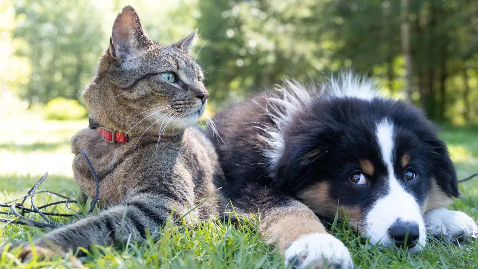 Stichting DierenZorg Eemland