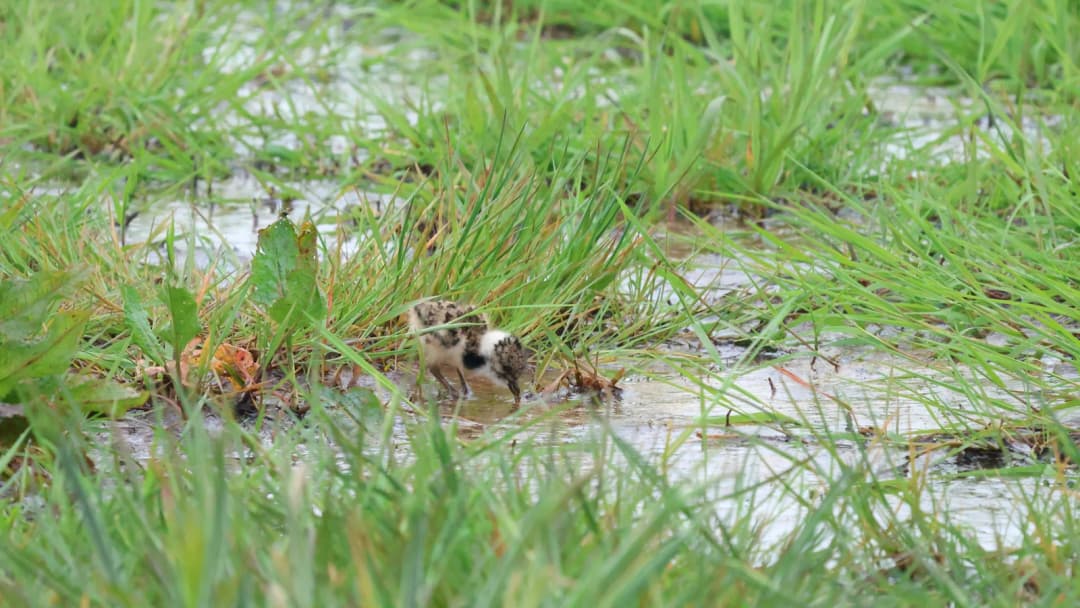 Landschapsbeheer Drenthe-actionPhoto (3)