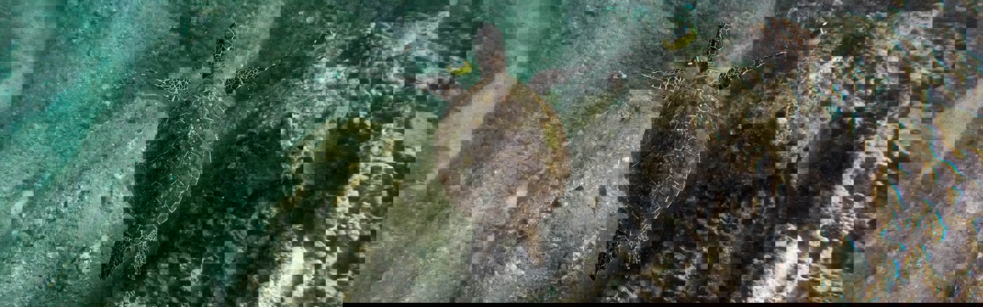 Copywriting webteksten