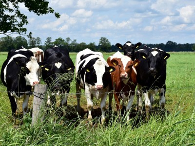 Vrijwilligerswerk in Raalte 