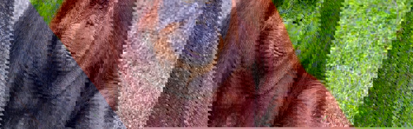 Vertaling van Engels naar Nederlands