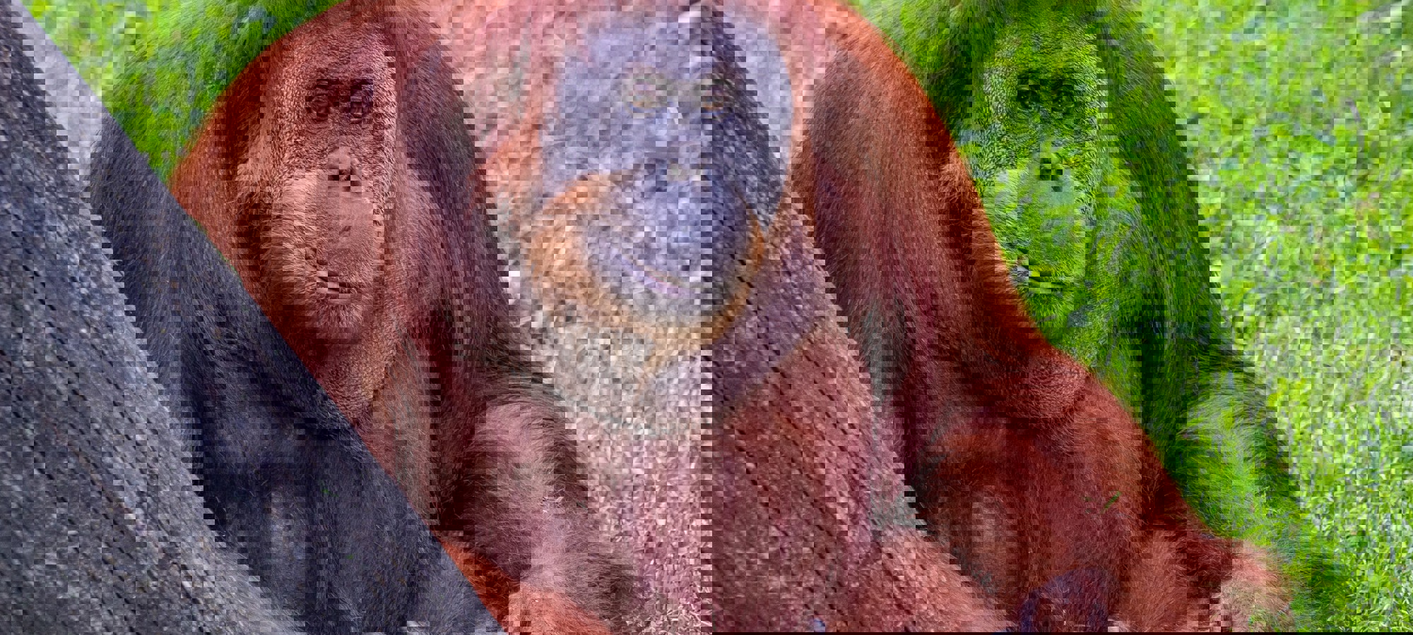 Joshua J Cotten Guuxlguwg8g Unsplash