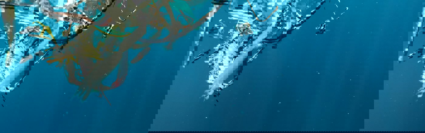 Social media campagne 