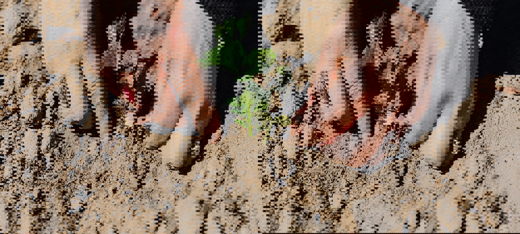 14b63b2e-d6e1-43a4-ab00-1b149d47277e