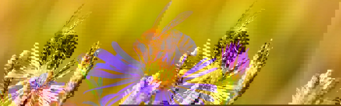 Copywriting ondersteuning crowdfunding