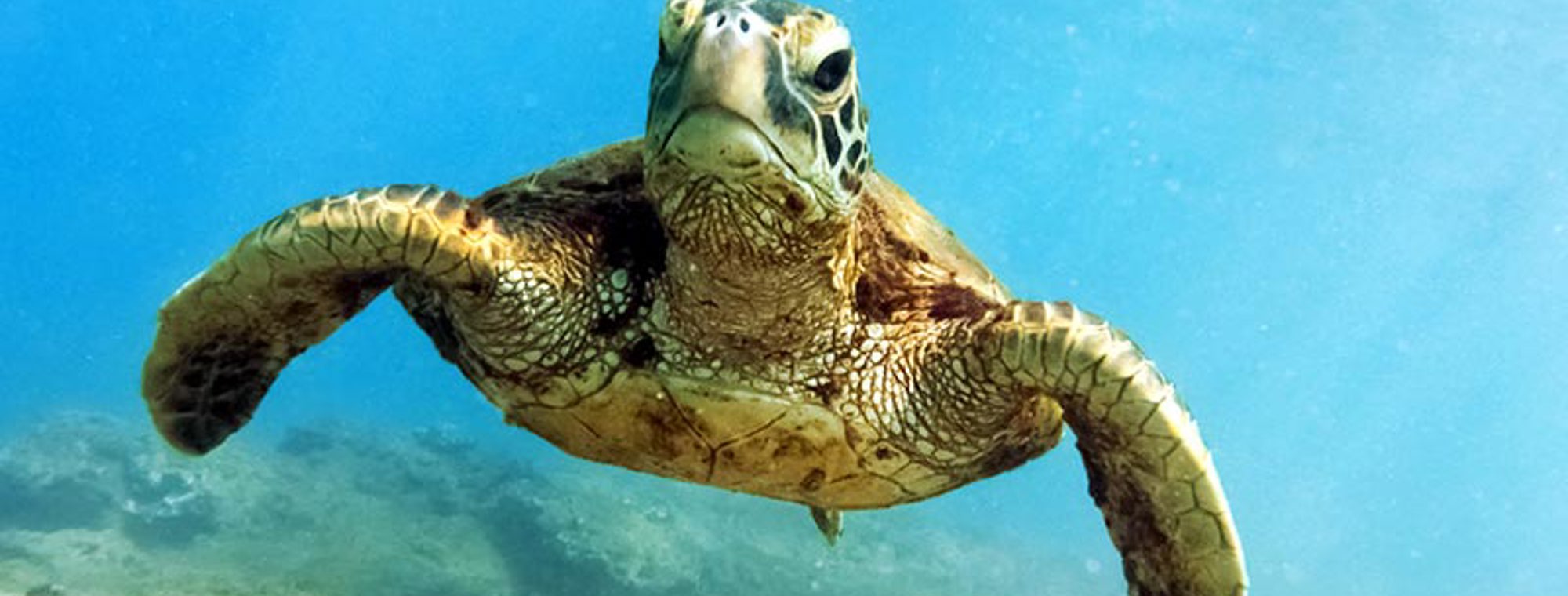Sea Turtle For The Planet