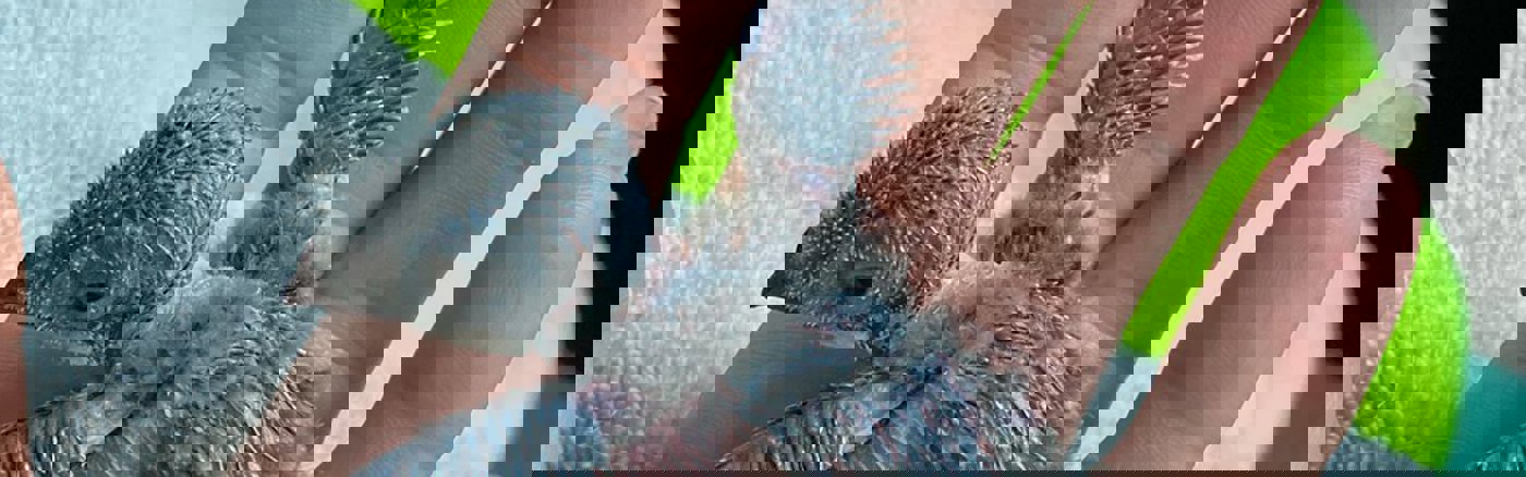 Workshop Facilitator