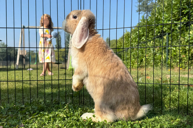 Stichting Konijnenopvang Hazel