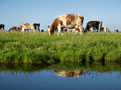 Stichting Wij.Land