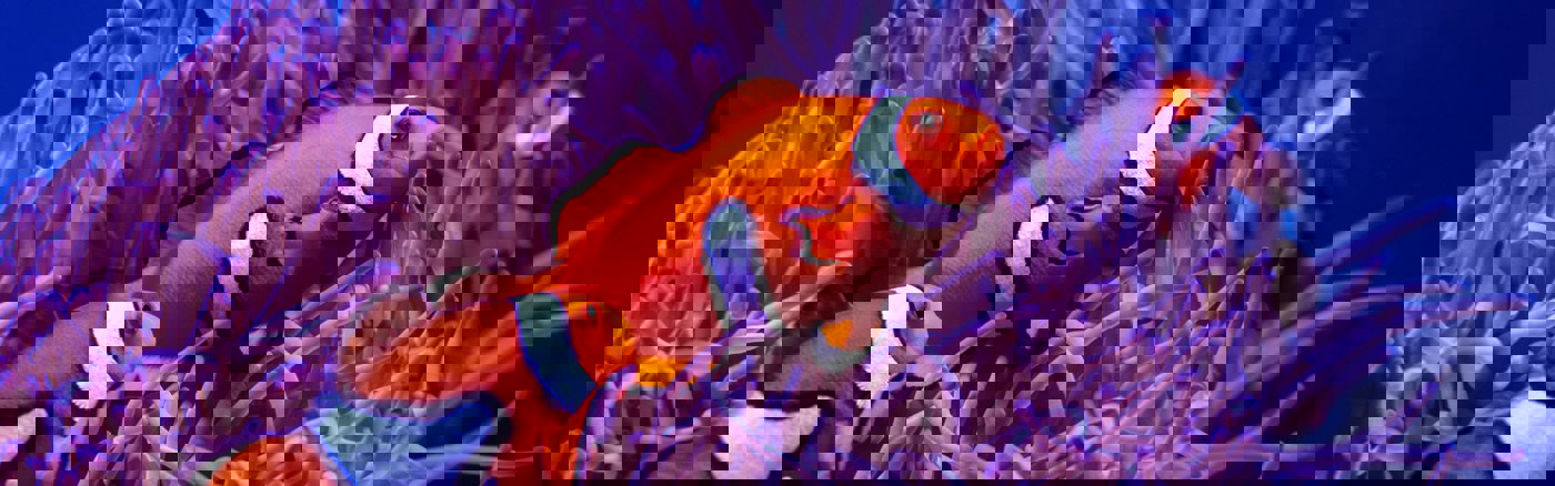 Strategisch advies over Marketing