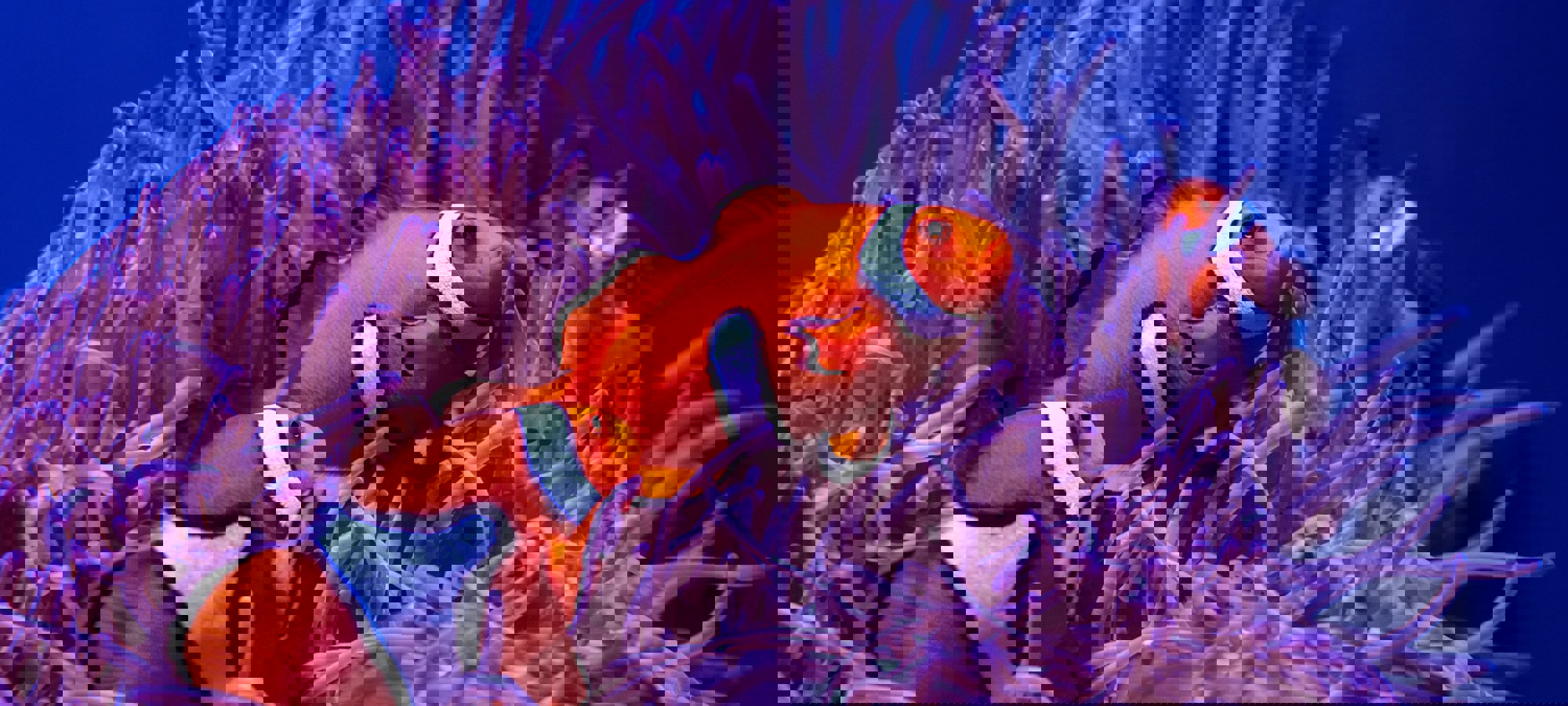 David Clode Hdvmdzqxads Unsplash