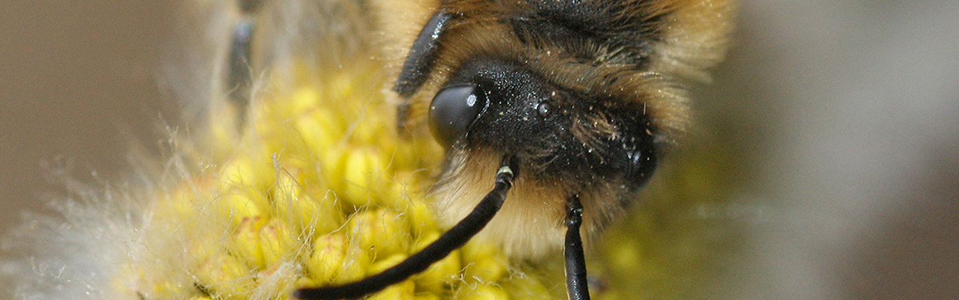 Website design update met content