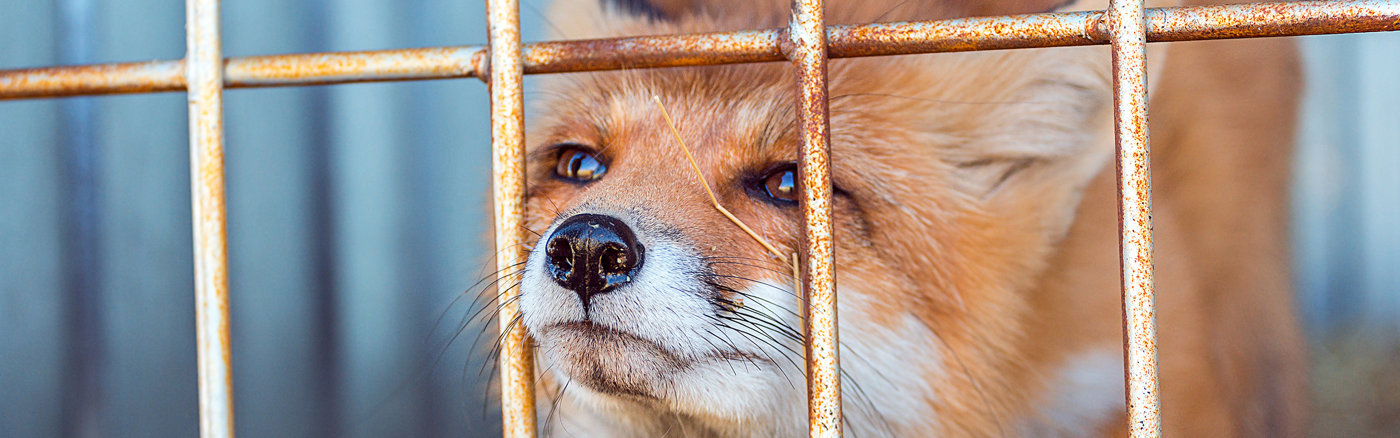 Strategisch advies over Crowdfunding 