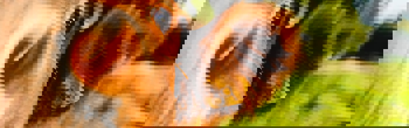 Netwerken met influencers