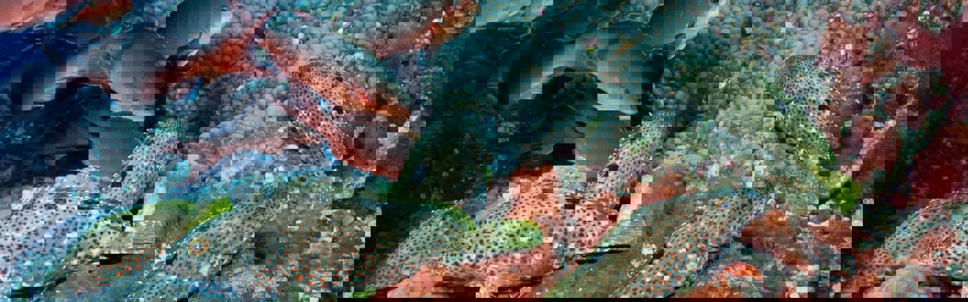 Facebook, Instagram & Linkedin set-up en tips.