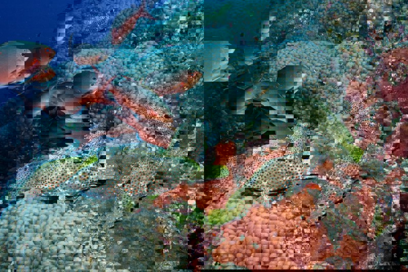 Stichting Vissenbescherming