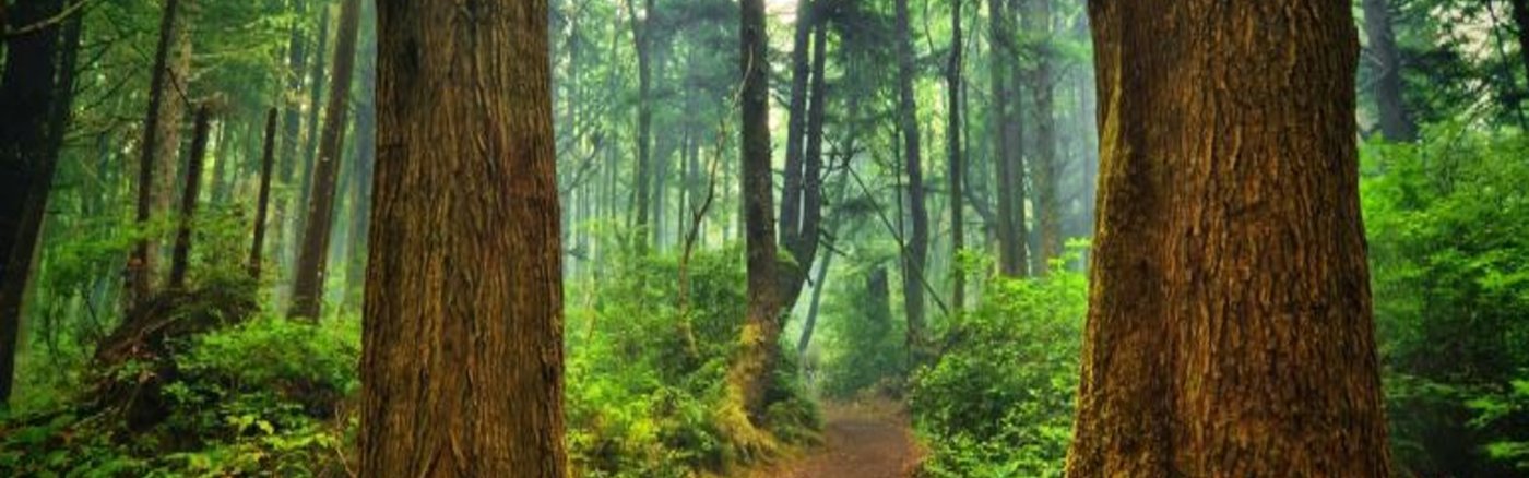 Een project manager (digital)