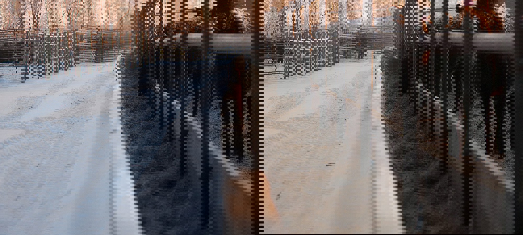 02d96c56-3bcb-4f20-b49b-a07864b14d1a