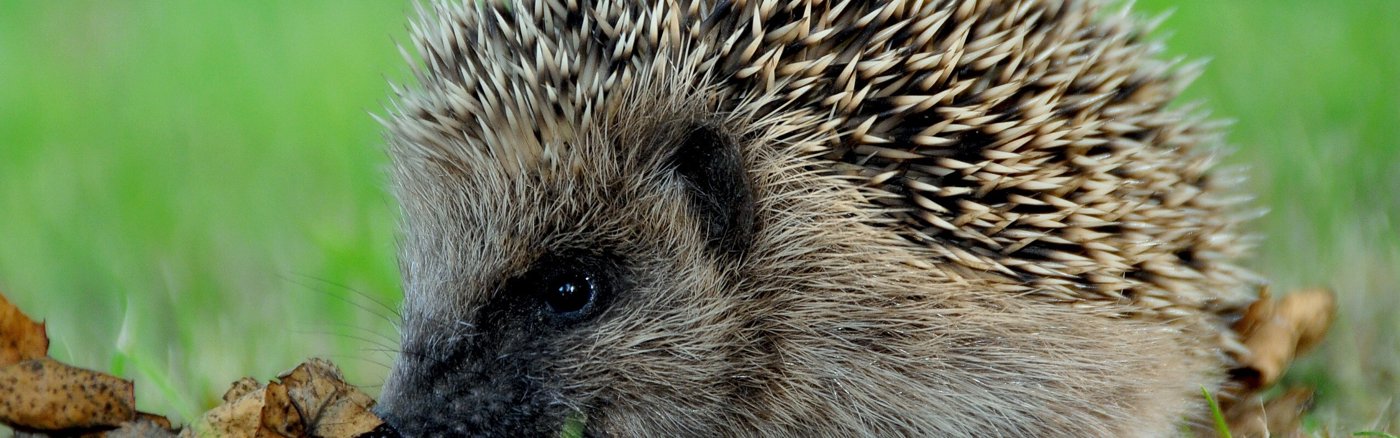 Event conceptplan sessies