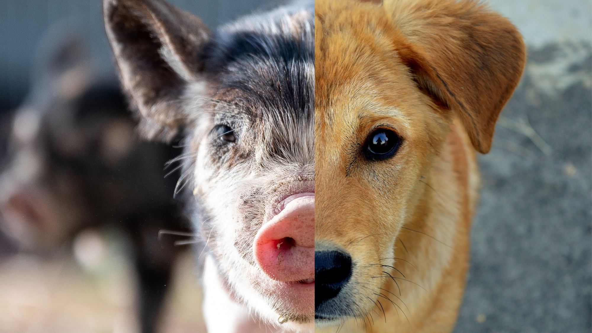 Nederlandse Vereniging voor Veganisme