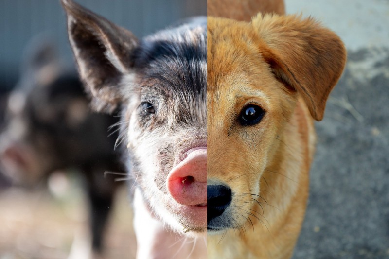 Nederlandse Vereniging voor Veganisme