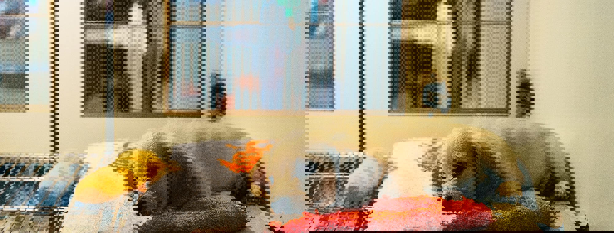 Markus Winkler Pckhvnnyeio Unsplash