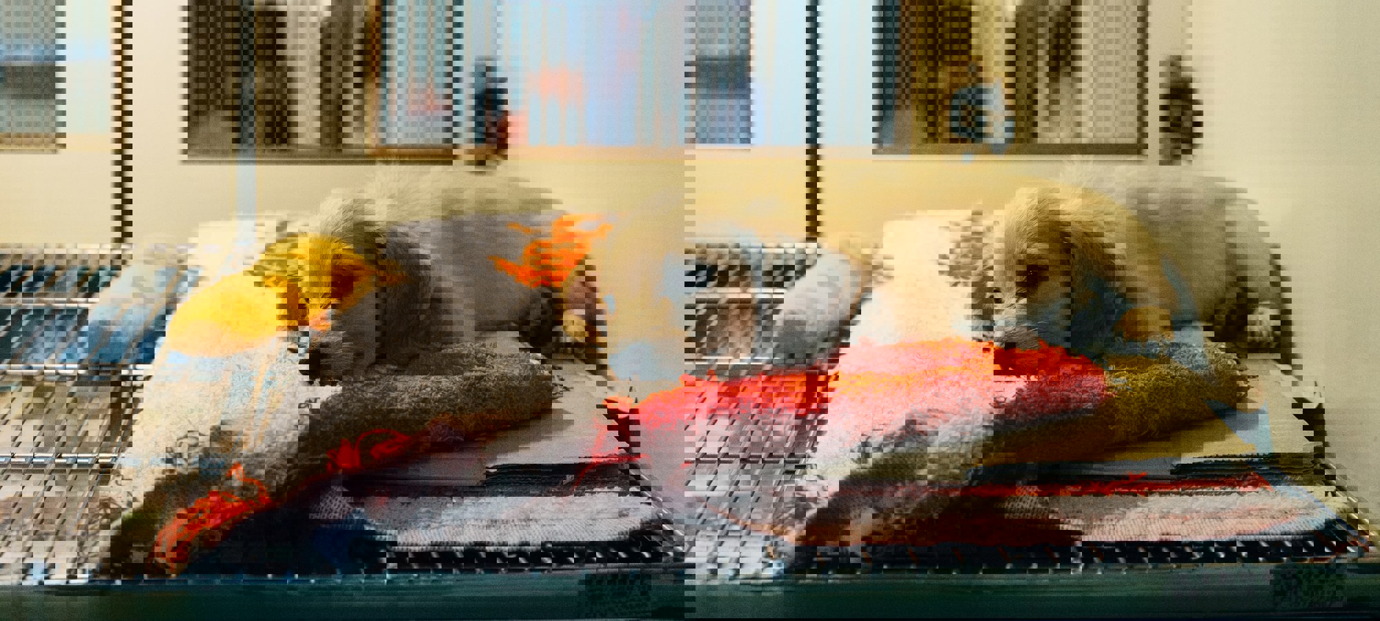 Markus Winkler Pckhvnnyeio Unsplash