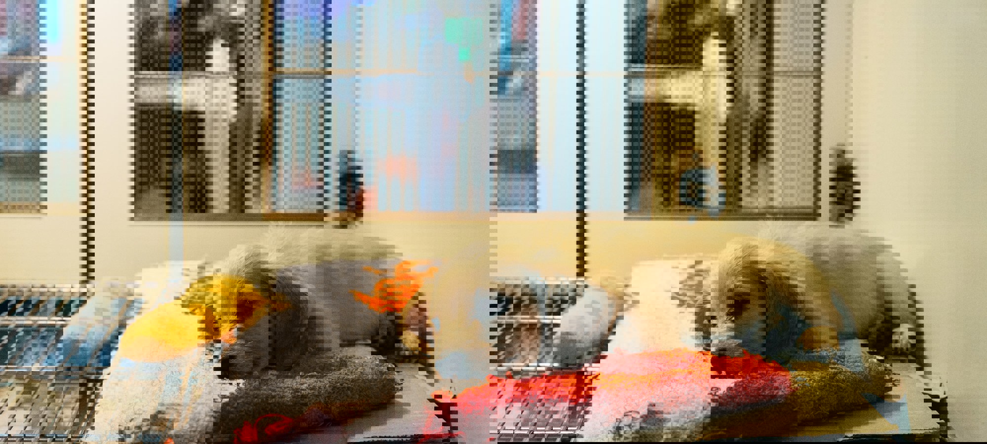 Markus Winkler Pckhvnnyeio Unsplash