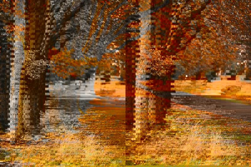 Rechten van de Natuur