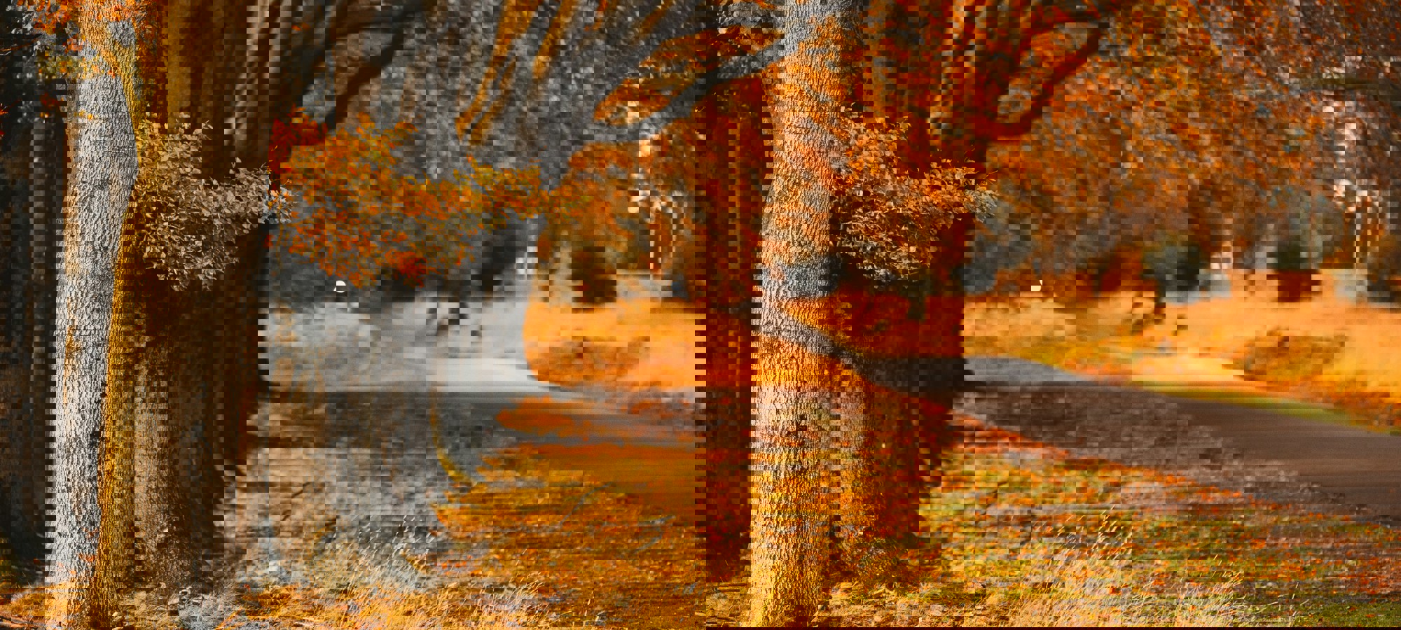 Rechten voor de Natuur-photo