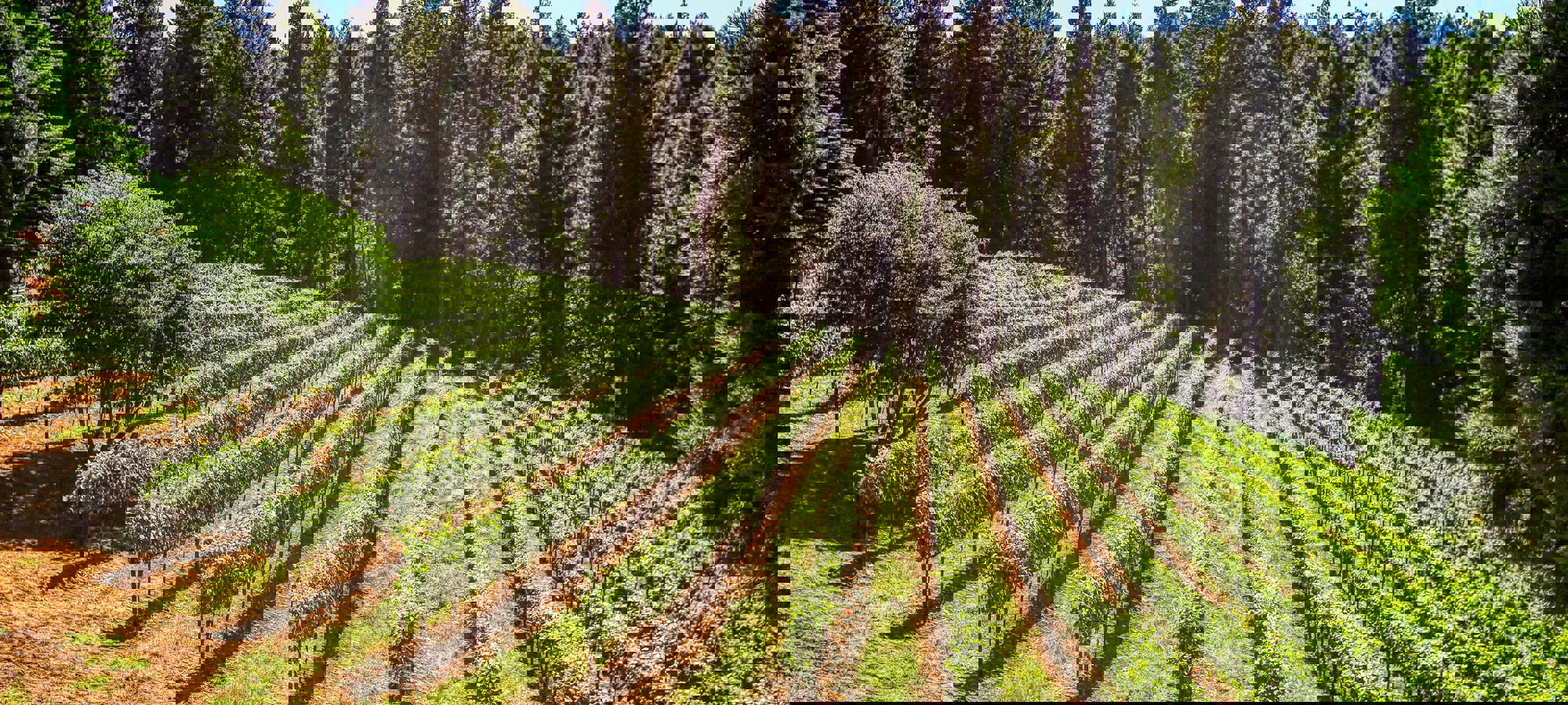 2d042b2c-b4dd-47b9-95d2-120954fd083a