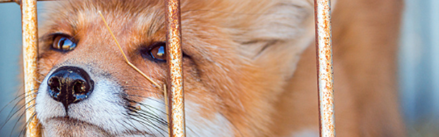 Flyer design Fur Free Friday