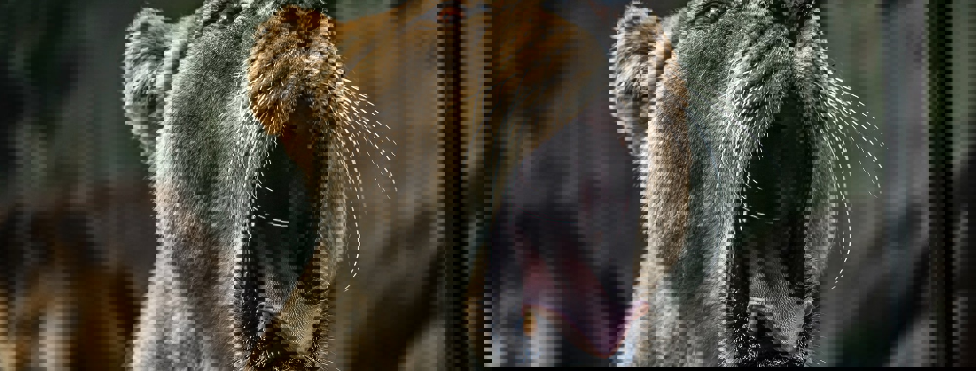 Samuel Scrimshaw Keukm5n E G Unsplash