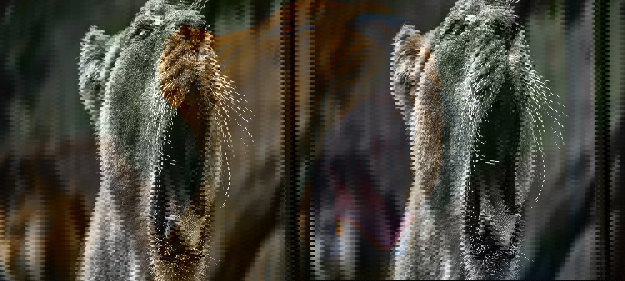 Samuel Scrimshaw Keukm5n E G Unsplash