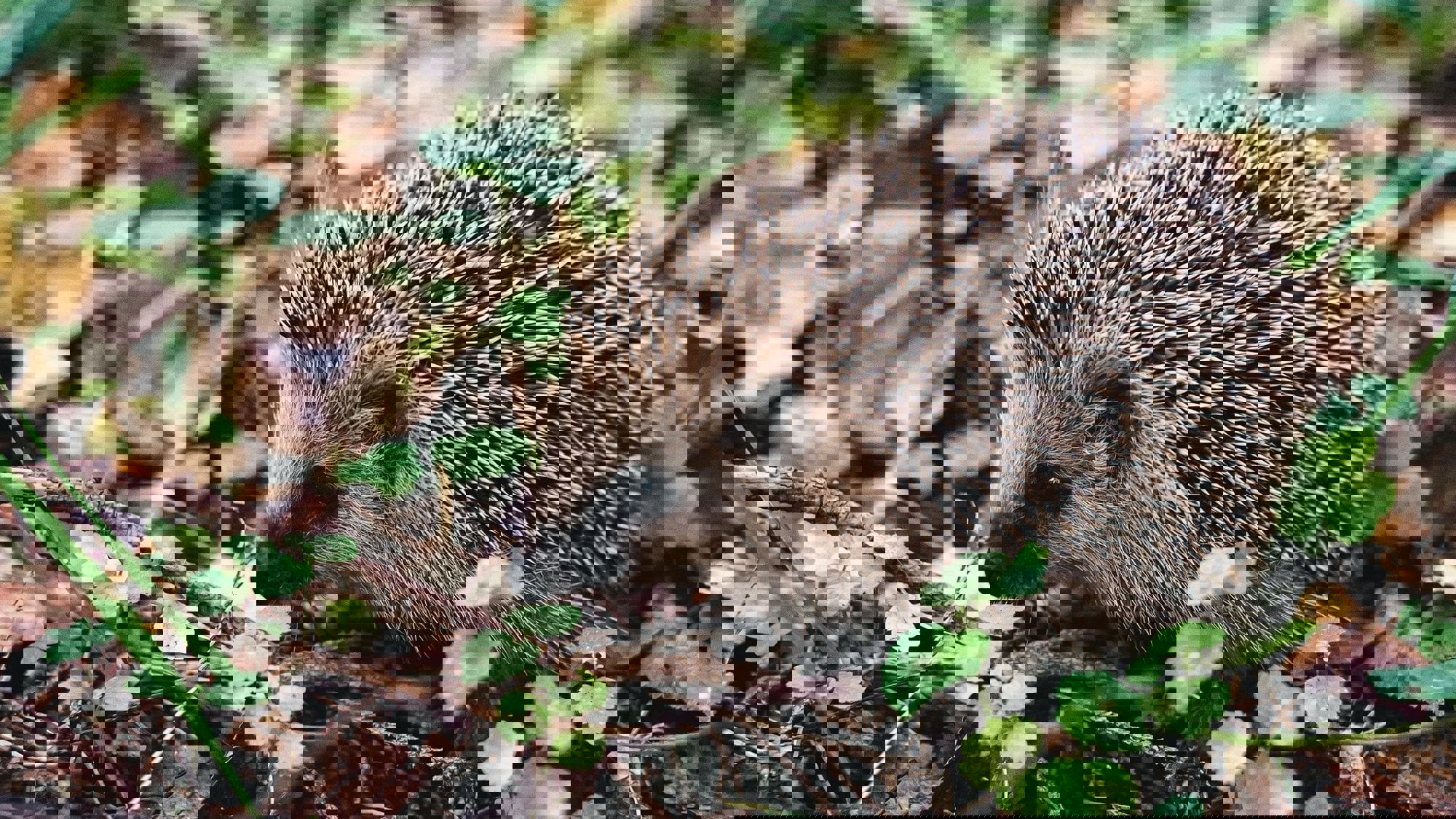 Egelbescherming Nederland