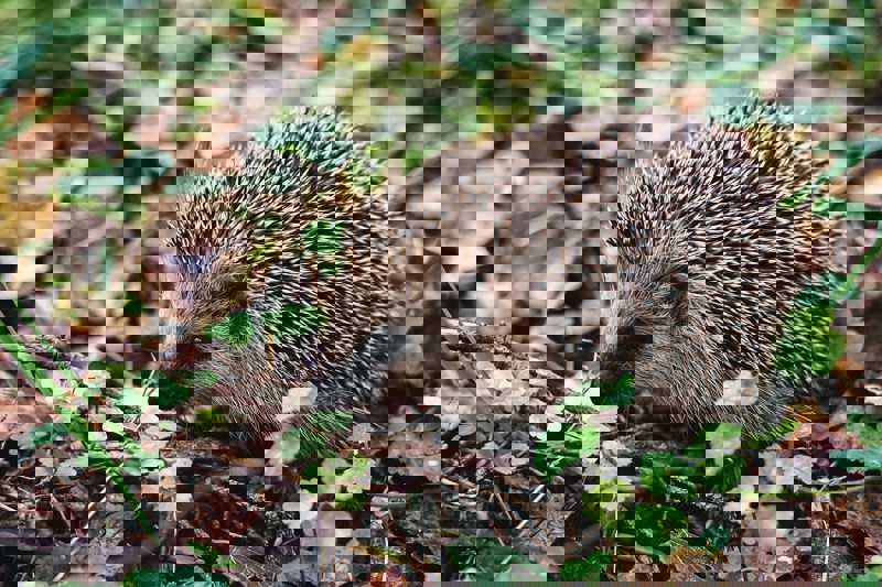 Egelbescherming Nederland