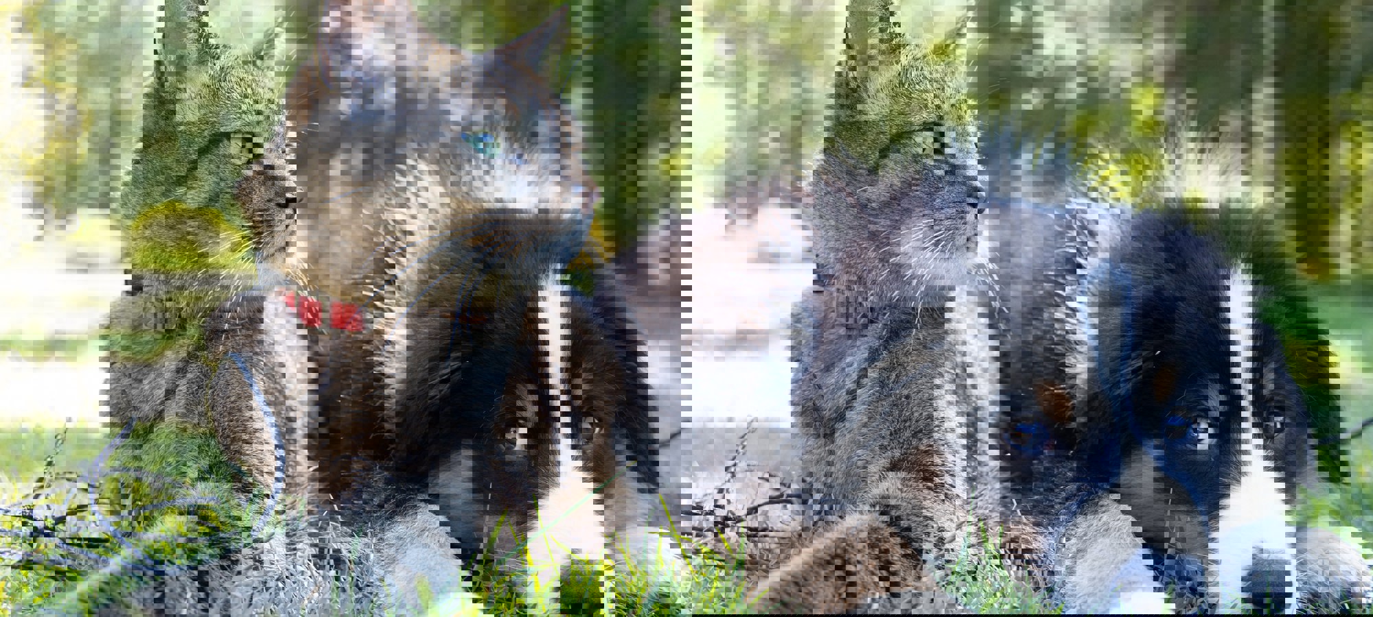 c5203fed-d3d5-4092-a80a-343ad7a0d0f7