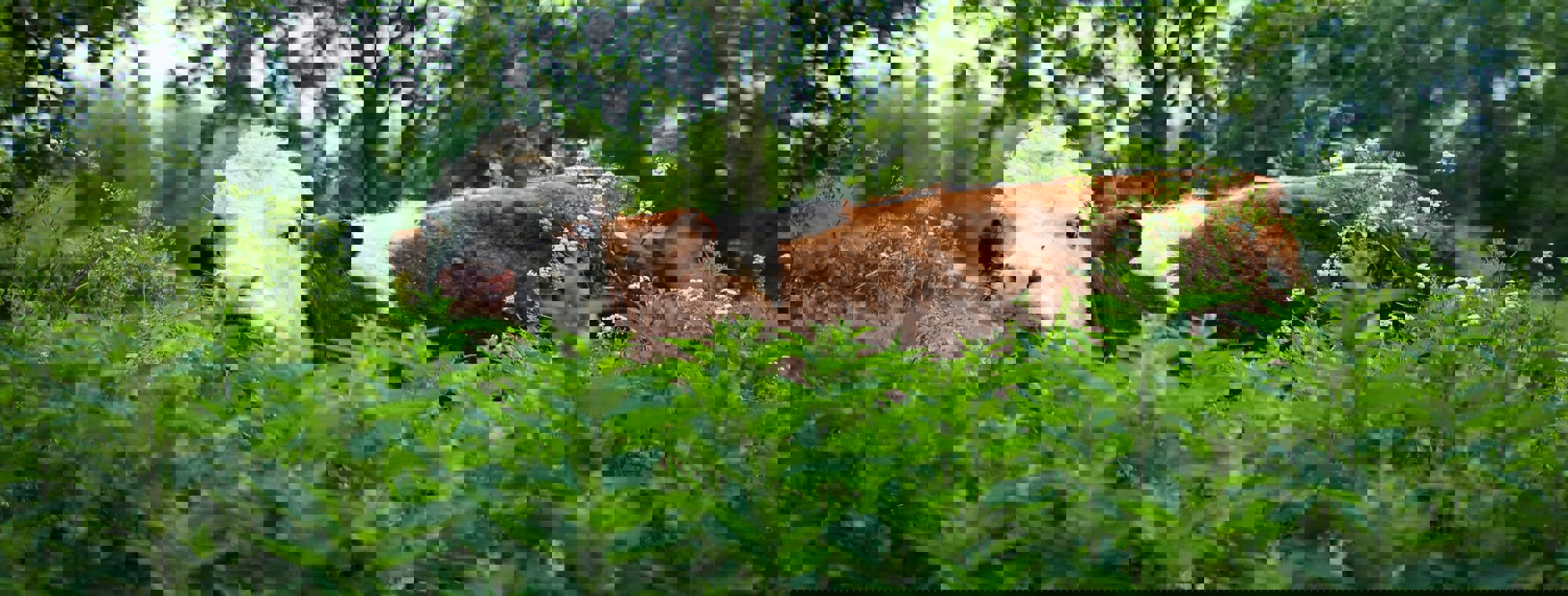 Vitor Avila M56paiehc34 Unsplash