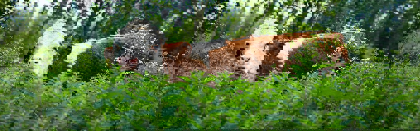 Klantonderzoek vleeseetpatroon 