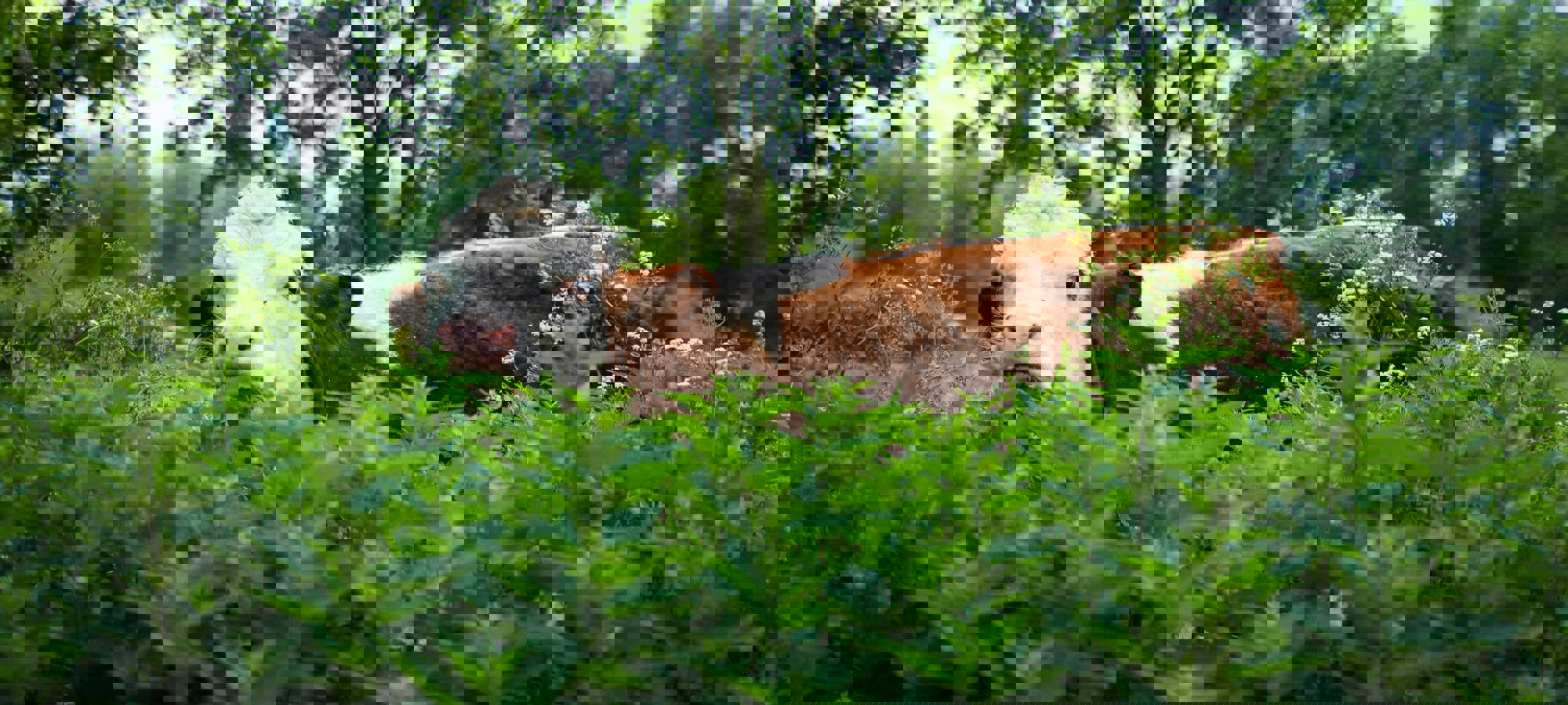 Vitor Avila M56paiehc34 Unsplash
