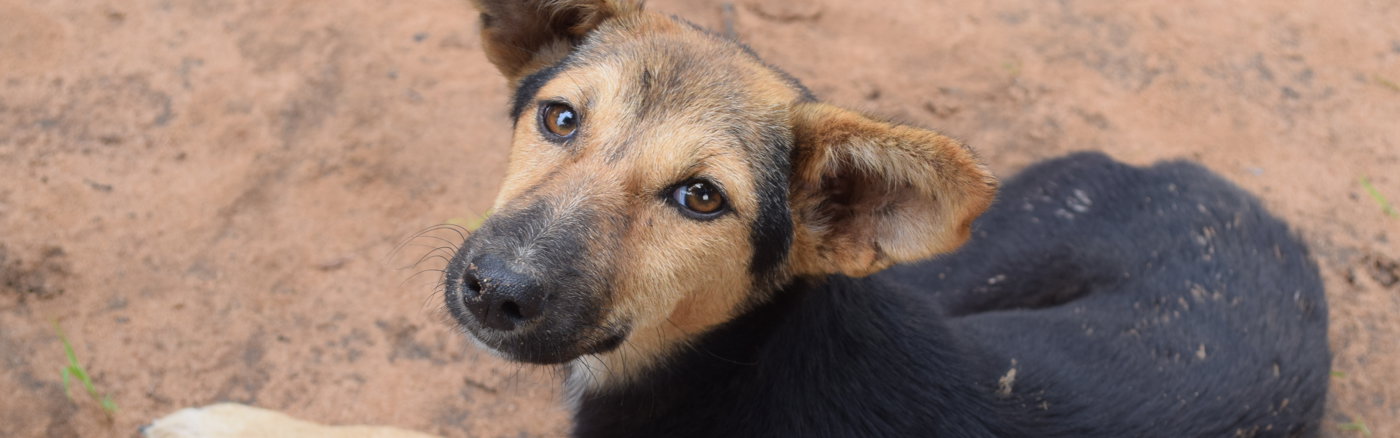 Social Media Strategie voor Dierenartsen Zonder Grenzen